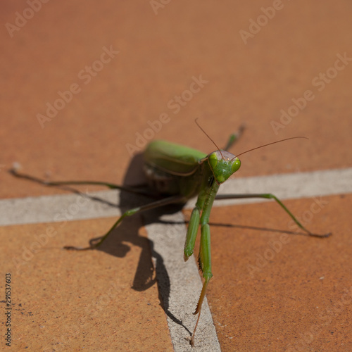 Fotografía Une mante religieuse s'est égarée sur le carrelage