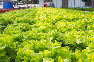 The Organic vegetables in Farm.