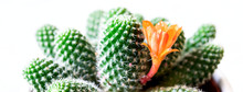 Blooming Cactus In A Pot, A Home Plant. Fashion Trend In Design. Macro Shot On A White Background.