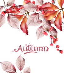 Wall Mural - Watercolor autumn leaves and red berries bouquet background vector