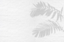Tropical Palm Leaves Ornamental Foliage Plant Shadows On White Brick Wall Texture Background.