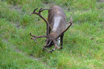 Canvas Print - Caribou in the wilderness