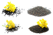 Set Of Rapeseed Plants With Yellow Flowers And Seeds. Yellow Mustard Plant. Set Canola Seeds And Fresh Canola Flowers Isolated On White Background. Canola Flower And Canola Isolated On White.