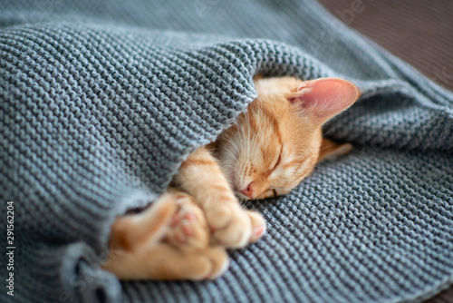 Cute red kitten sleeps on the back on sofa covered with a gray knitted blanket Tableau sur Toile