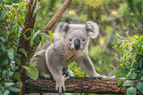 Koala on eucalyptus tree outdoor.