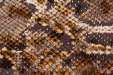 Texture Of Genuine Matte Rough Leather Close-up, Embossed Under The Skin Of Scaly Bright Exotic Reptile. For Modern Pattern