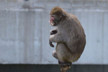 Canvas Print - Snow monkey in the outdoors