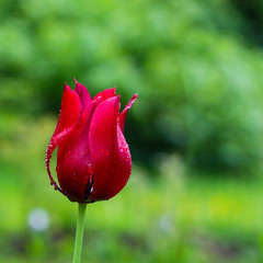 Red Tulip in morning mist