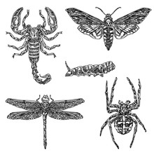Set Of Insects. Scorpius, Spider, Caterpillar, Dragonfly And Butterfly Dead Head. Sketch. Engraving Style. Vector Illustration.