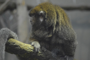 Sticker - Monkey sitting on a branch