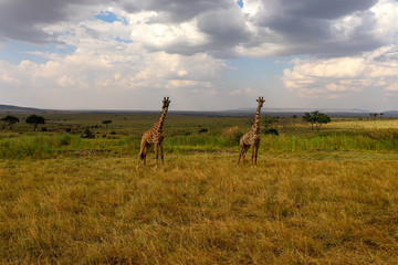 two giraffes in the field