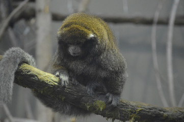 Wall Mural - Monkey sitting on a branch