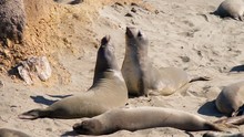 Sea Lions Fighting On The Beach 1
