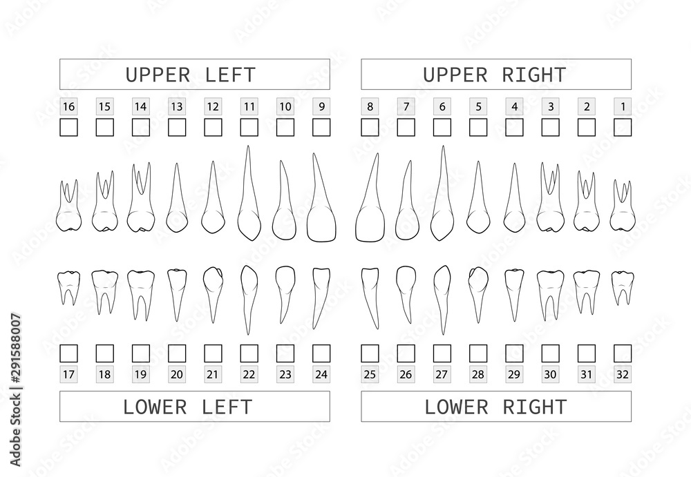 Tooth 30 Roots Teeth with roots numbering chart for adult teeth. Dentist numbering ...