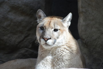 Wall Mural - A puma in the outdoors