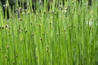 Closeup Schoenoplectus tabernaemontani commonly known as Scirpus validus with blurred background in damp area