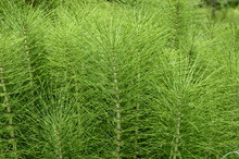 Closeup Equisetum Telmateia Known As Great Horsetail With Blurred Background In Garden
