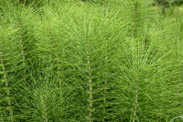 Closeup Equisetum telmateia known as great horsetail with blurred background in garden