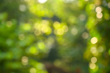 Fotomurales - Bokeh blur green background