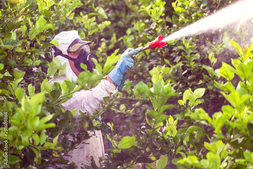 Fotografía Worker fumigating plantation of lemon trees in Spain