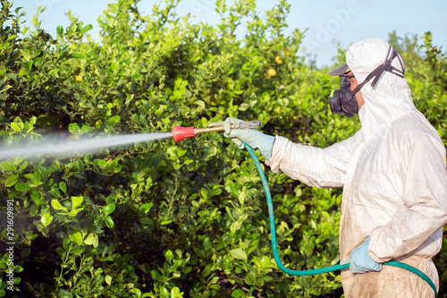 Fotografía Worker fumigating plantation of lemon trees in Spain