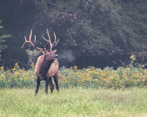 Wall Mural - six by six bull elk bugling in field. cold breath as bull bugles