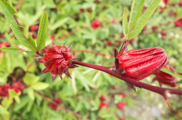 Canvas Print - red roselle flowers