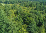 Fototapeta Las - Fantastic aerial views of the Sehmel Homestead Park with the surrounding forest and bright clouds