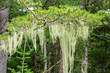 Lichen - Usnea of the Parmelian family on the branches of cedar in the seaside forest. Far East, Primorsky Krai, Russia