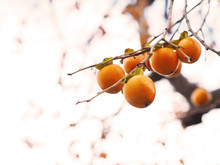 Persimmon Fruit On Tree In Japan Autumn.