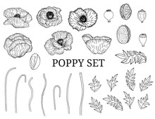 Decorative Vector Black Poppy Flowers And Leaves In Hand Draw Sketch Style, Design Element. Floral Decoration For Invitations, Greeting Cards, Banners. 