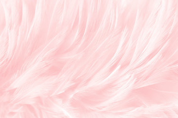 Wall Mural - pink feathers line texture background