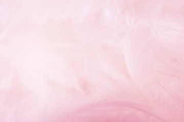 Wall Mural - closeup soft pink feathers background