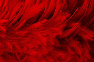 dark red feathers background
