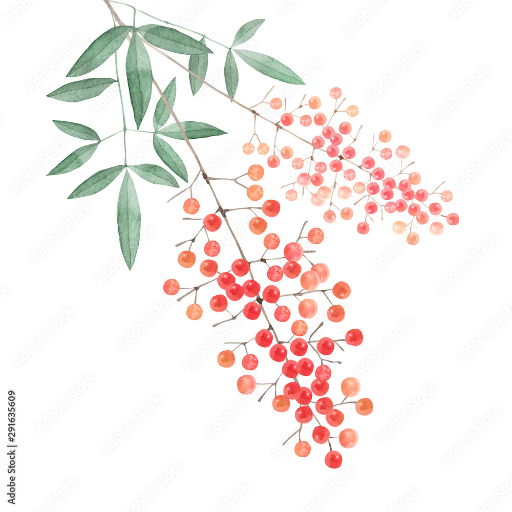 南天の実 水彩 イラスト Buy This Stock Illustration And Explore Similar Illustrations At Adobe Stock Adobe Stock 南天の実 水彩 イラスト Buy This Stock Illustration And Explore Similar Illustrations At Adobe Stock Adobe Stock