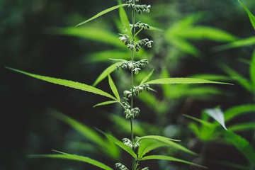 Wall Mural - Male and female hemp flowers cannabis sativa 