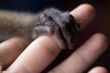 A Small Monkey Hand Holding A Human Finger. Animal Welfare And Protection