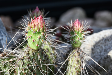 Canvas Print - Close-up of pink bud of cactus prickly pear.