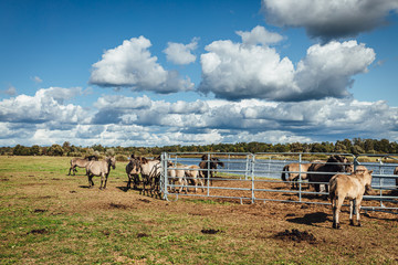 Wold horses on a meadow in national park