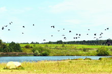 A Flock Of Birds Flies Over The River
