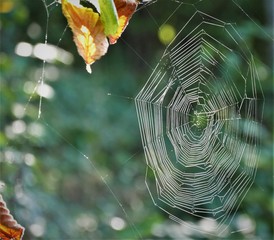 spinnennetz