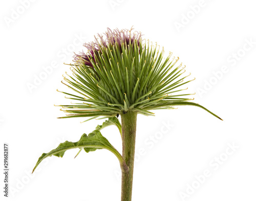 Fotografía burdock isolated on white background