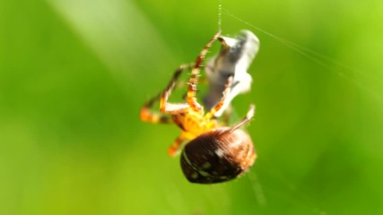 a big cross spider has caught a wasp as prey in its spider web and is now spinning it in