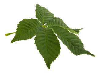 Poster - Green leaf chestnut isolated on white background