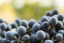 Ripe Blue Grapes On A Green Blurred Background. Place For Text