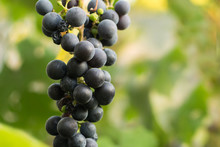 Ripe Blue Grapes On A Green Blurred Background. Place For Text