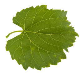 Wall Mural - Green leaf of grapes isolated on white background