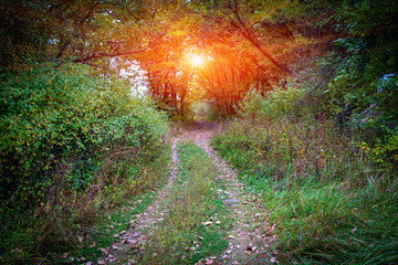 Wall Mural - wild pathway in forest