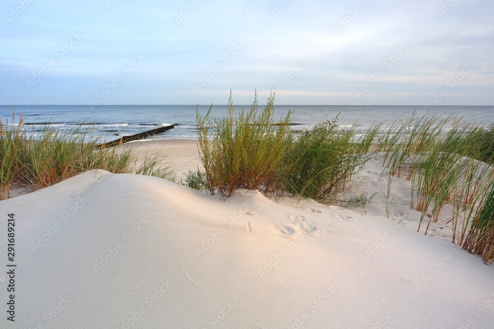 Wydmy na wybrzeżu Morza Bałtyckiego. - obrazy, fototapety, plakaty 