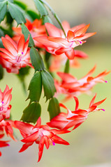 Wall Mural - Blooming houseplant Christmas cactus Schlumbergera. Close up.